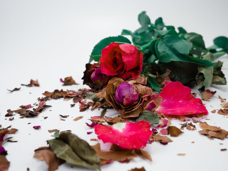 Dried rose flower head isolated on white background,  Broken heart, Fresh rose and dried rose