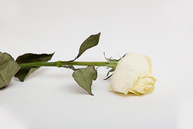 8,896 Dried rose single white 图片、库存照片、3D 物体和矢量图