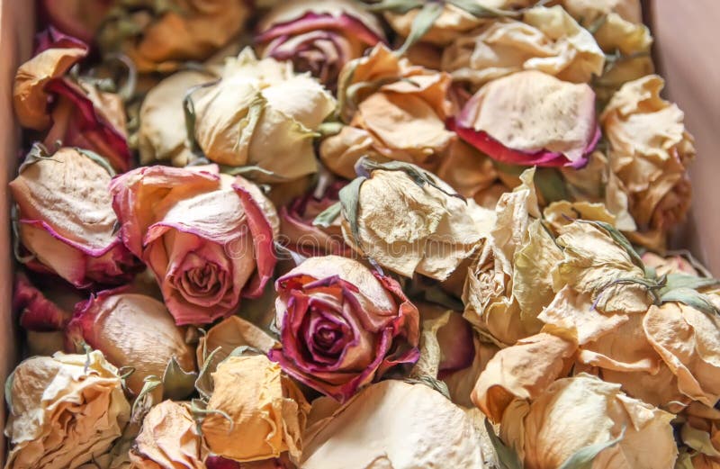 11,583 Dry Rose Petals Stock Photos - Free & Royalty-Free Stock Photos from  Dreamstime