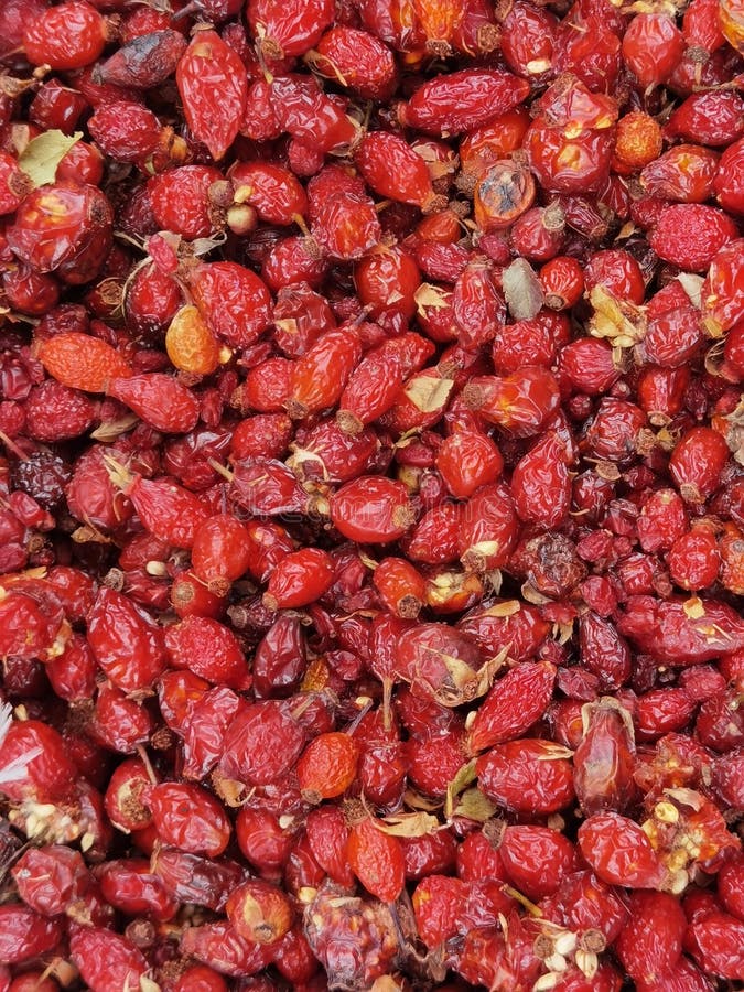 Dried Rose Hips in Bulk but Isolated Stock Photo Image of natural