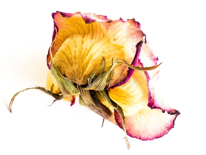 The dried rose. stock image. Image of aging, dead, pink 81100061