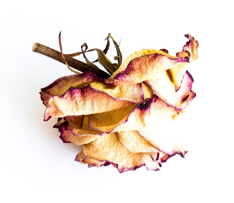 The dried rose. stock image. Image of floral, aging, pink 81109951