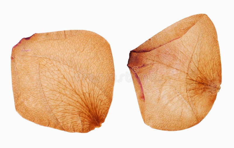 Dried red rose petals stock image. Image of rose, dead 30247439