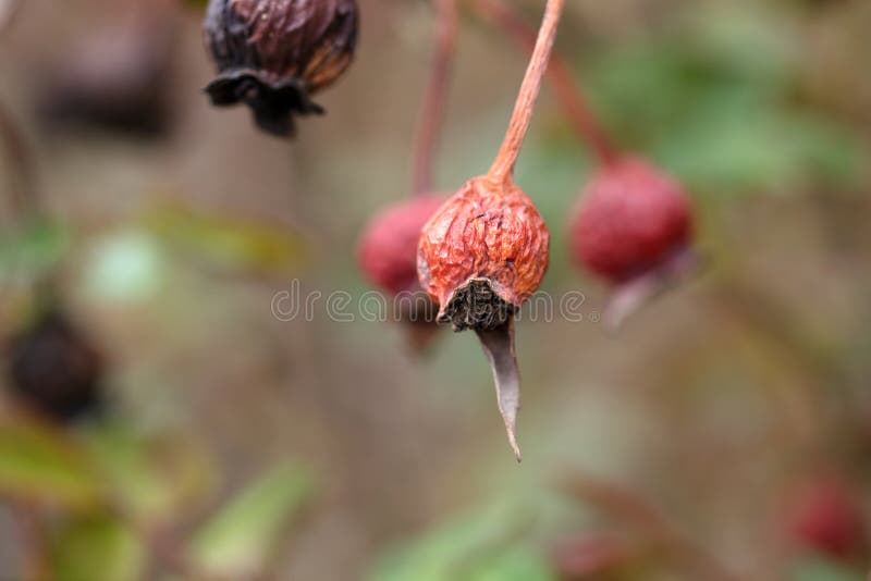 Dried Rose Seed on the Branch Stock Photo Image of seed, withered