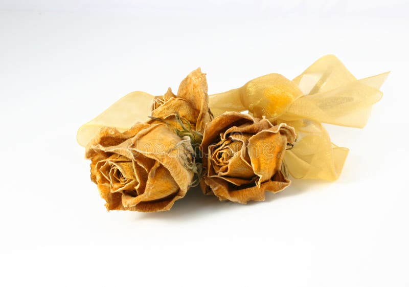 Dried roses stock image. Image of flowers, orange, beauty 5364321