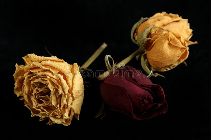 Dried roses