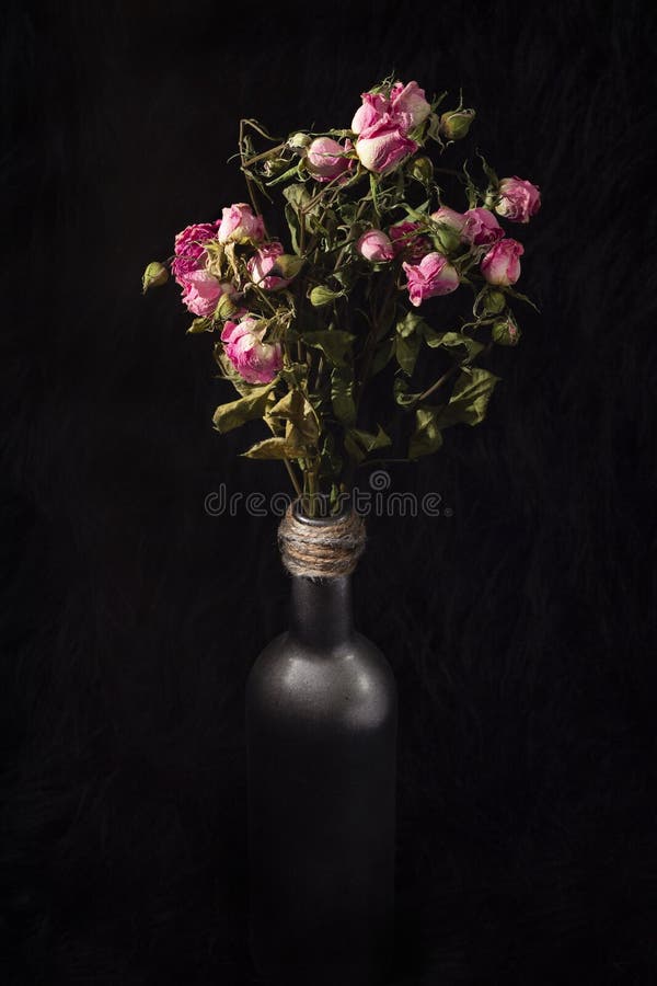 Dead Roses In Vase Isolated On Black Stock Photo - Image of head, macro ...