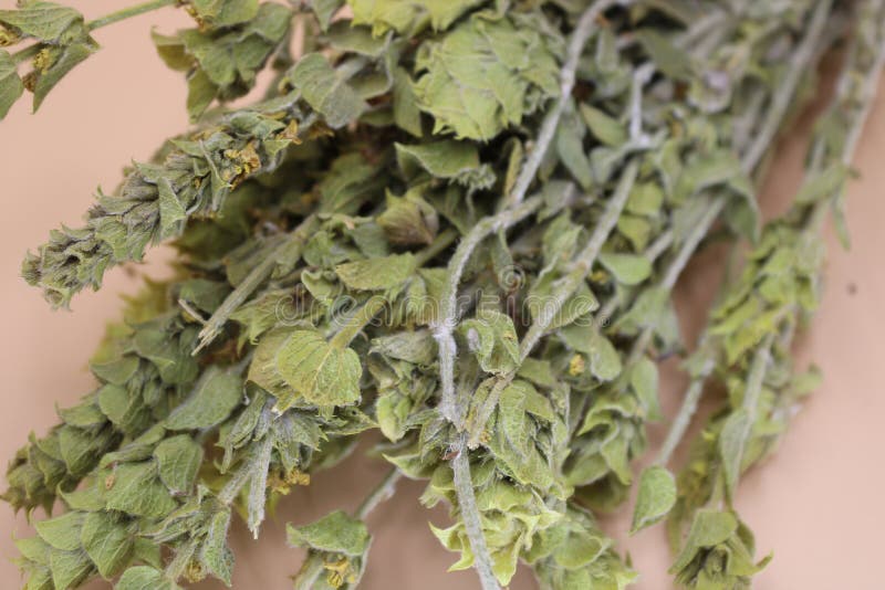 Dried Sage Leaves on Background. Stock Photo Image of alternative