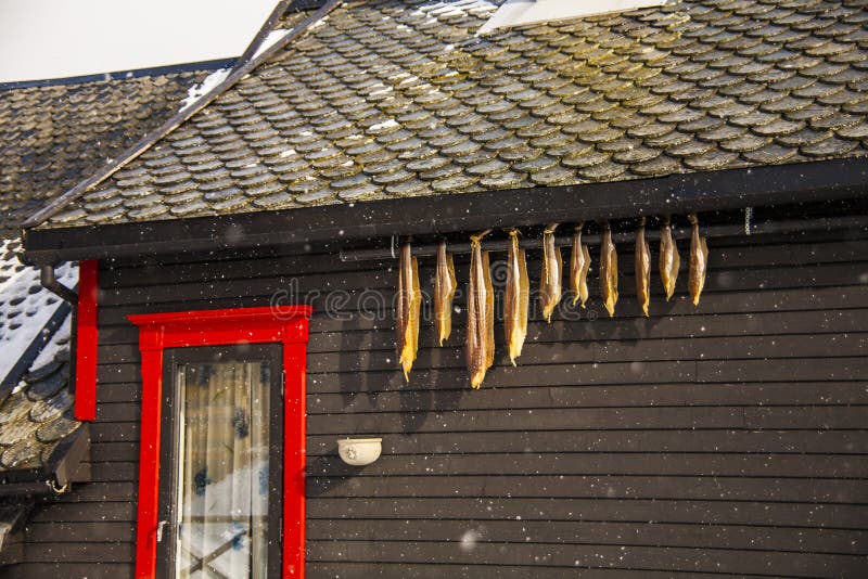 Dried and Salted Cod in Lofoten Islands, Northern Norway Stock Photo Image of nature, reine