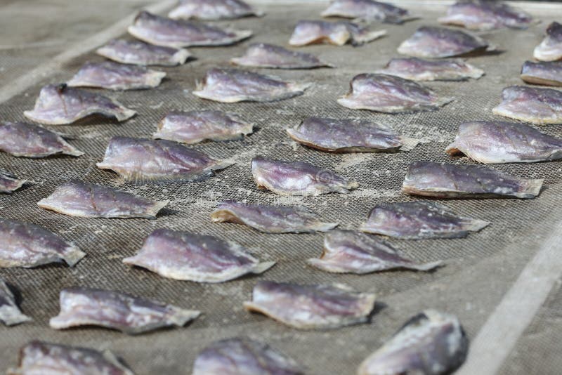 Dried salted fish stock photo. Image of salted, cook 36251452