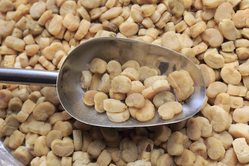 Dried scallop stock image. Image of scallop, medical 37667135