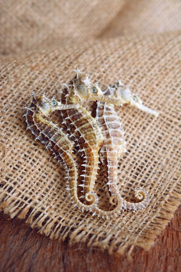 Dried Seahorse on Wooden Background Stock Image - Image of bony, close