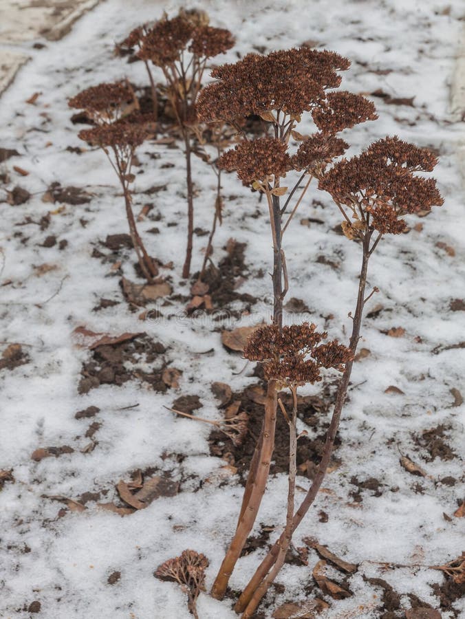 Dried sedum in the snow stock image. Image of nature 84100755
