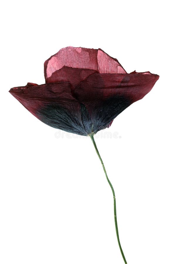 Dried Single poppy isolated on white
