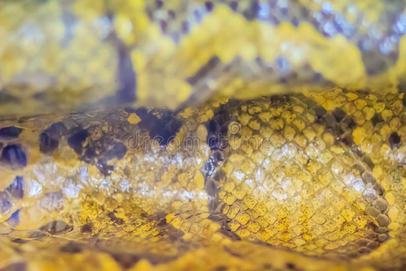 Dried skin of the Burmese python for background. The Burmese python (Python bivittatus) is one of the five largest species of royalty free stock photography