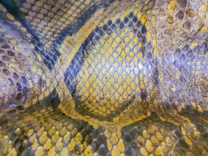 Dried skin of the Burmese python for background. The Burmese python (Python bivittatus) is one of the five largest species of royalty free stock photography