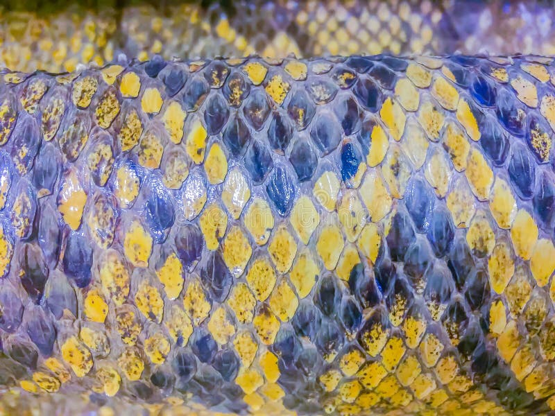 Dried skin of the Burmese python for background. The Burmese python (Python bivittatus) is one of the five largest species of stock photography