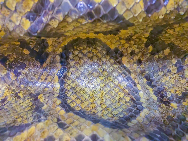 Dried skin of the Burmese python for background. The Burmese python (Python bivittatus) is one of the five largest species of royalty free stock photography