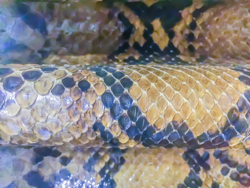 Reticulated Python Teeth Stock Photos - Free & Royalty-Free Stock ...