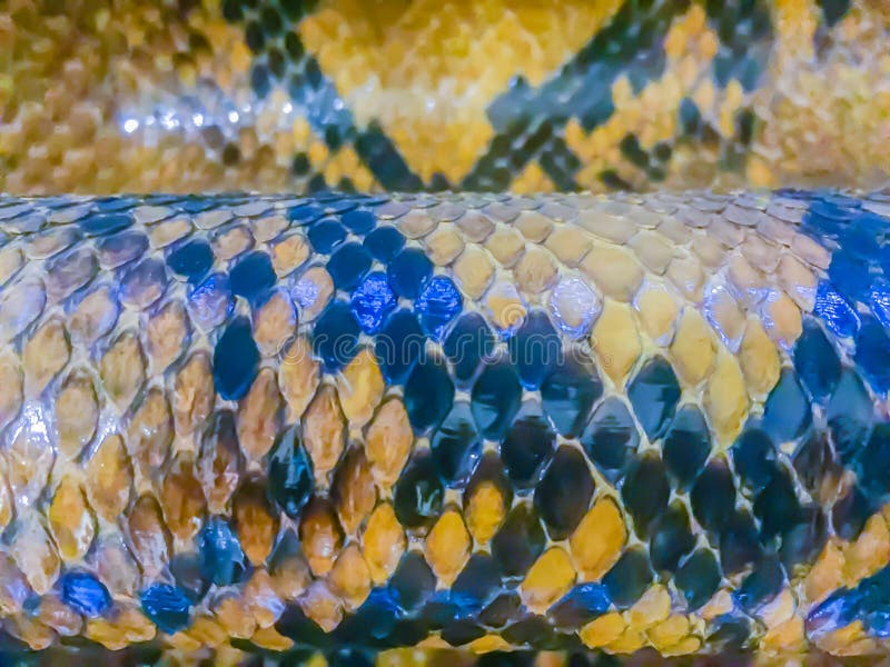 Reticulated Python Teeth