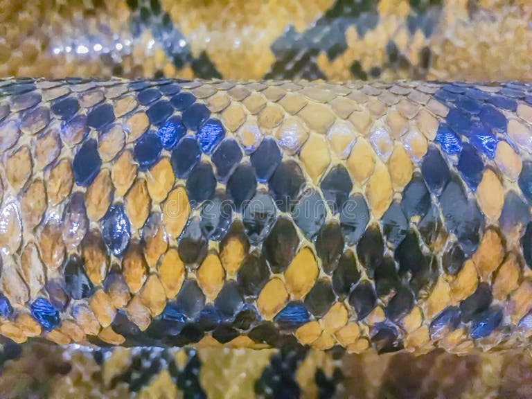 Reticulated Python Teeth Stock Photos - Free & Royalty-Free Stock ...
