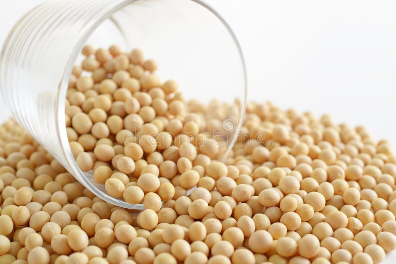 Dried soy beans stock photo. Image of glycine, crop 129795386