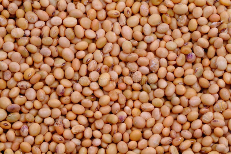 Dried Soya Beans stock photo. Image of agri, bean, produce 25264642