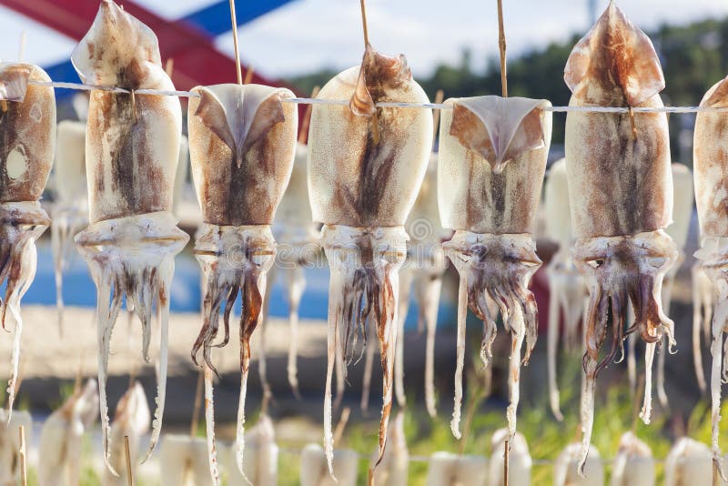 Dried squid stock image. Image of food, squid, gross 86019843