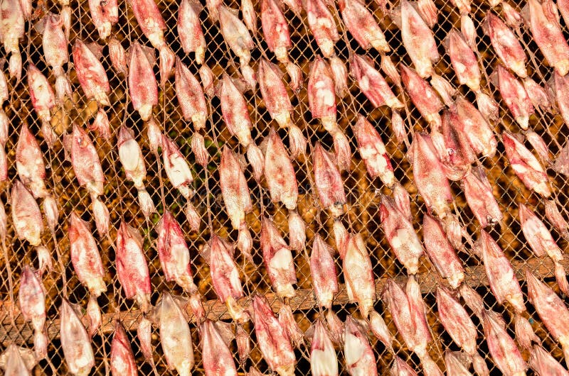 Dried Squid, Traditional Drying Squid Stock Photo Image of