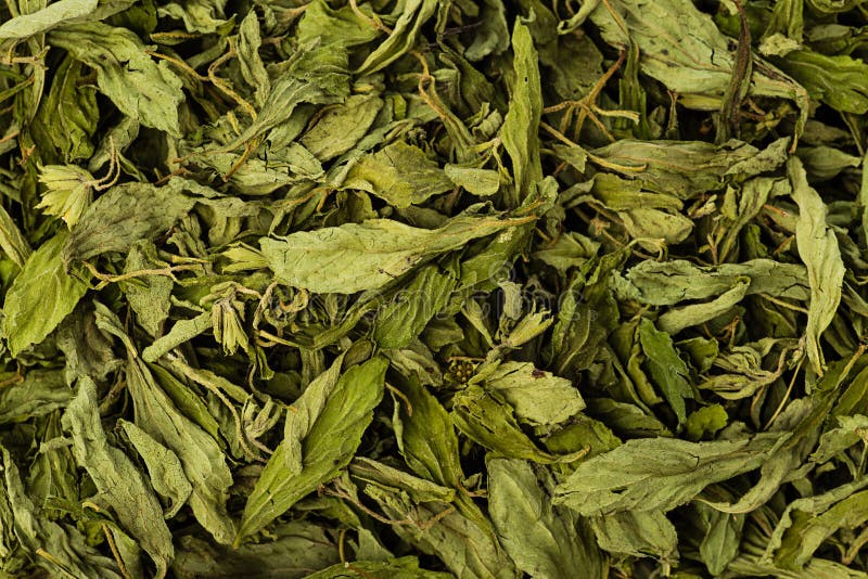 Dried Stevia Rebaudiana Bertoni