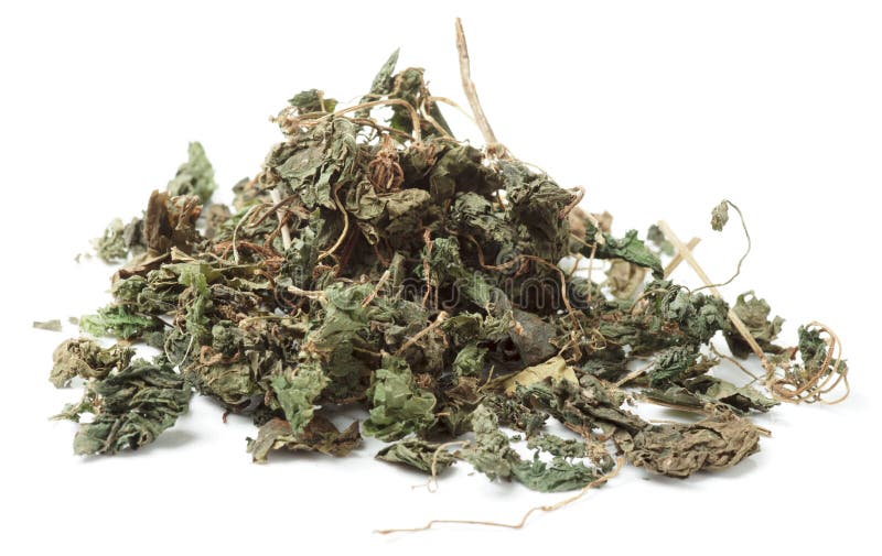 Dried stringing nettle, isolated