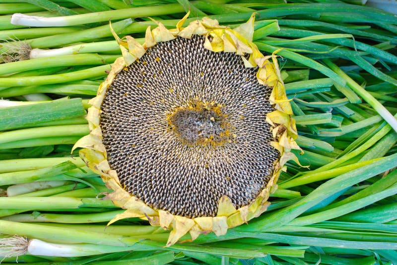 dried sunflower royalty free stock image dried sunflower royalty free stock image