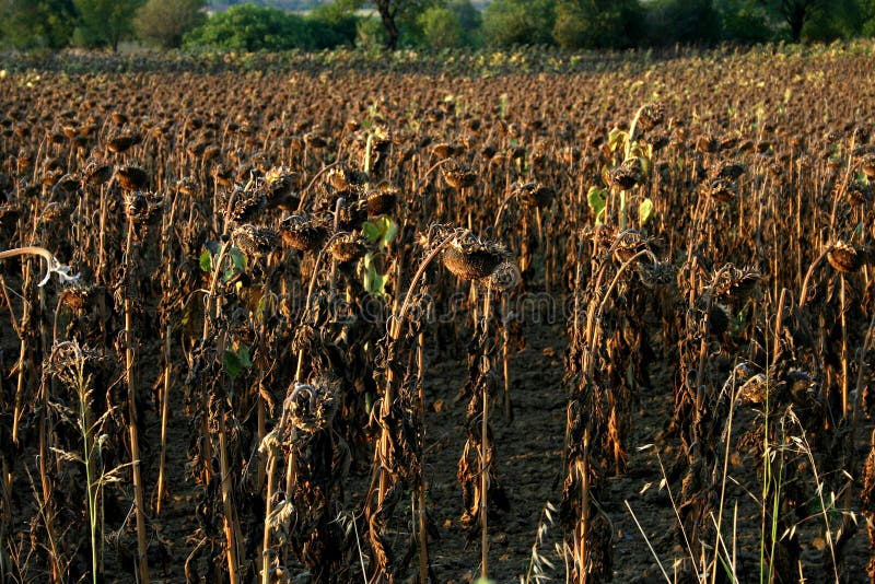 A dried sunflower field stock images