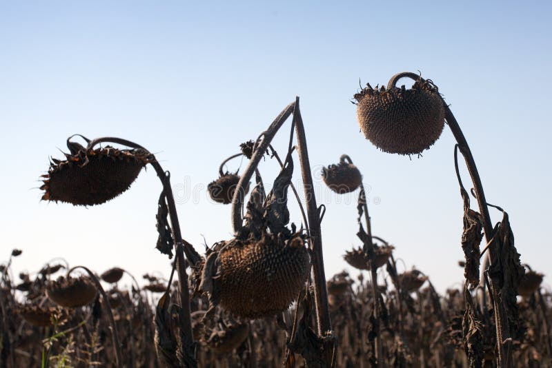 Dried sunflowers in a field