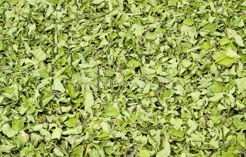 Dried sweet basil stock image. Image of dried, sweet 11103323