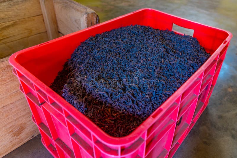 Dried Tea Leaves in a Crate Stock Image Image of ferment, processing