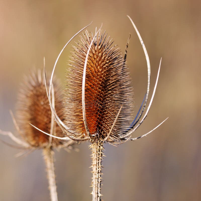 A dried Thistle Flower stock photo. Image of seasons 12372432