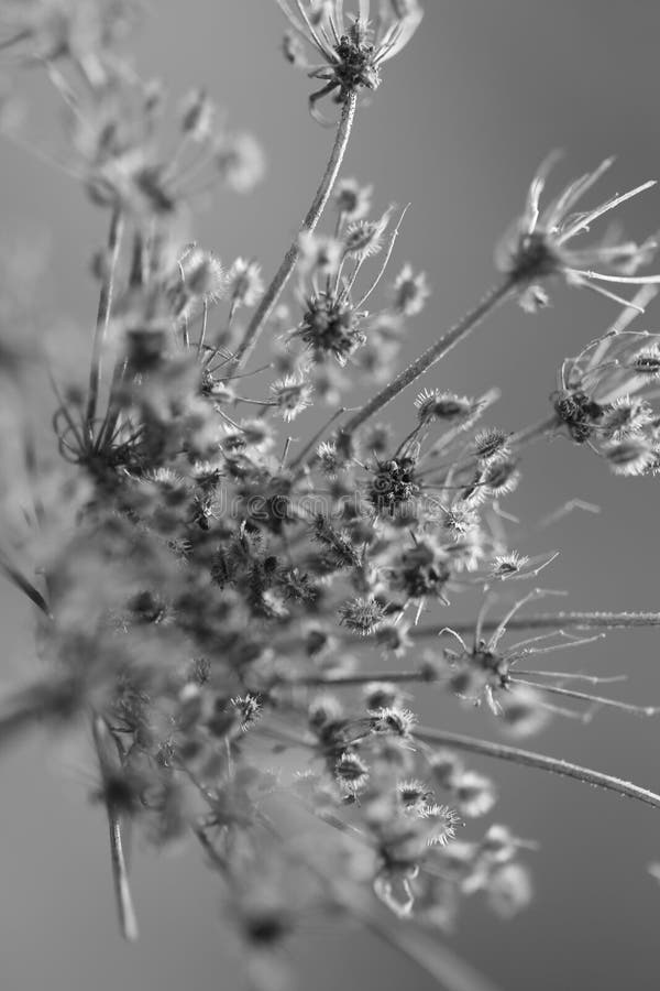 Dried Thistles Plant Close Up in Black and White Stock Image - Image of ...