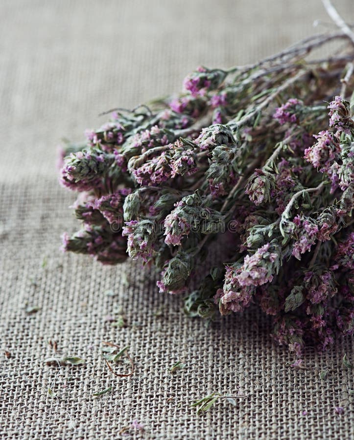 Dried Thyme stock image. Image of cooking, healthy, flowers 33342163