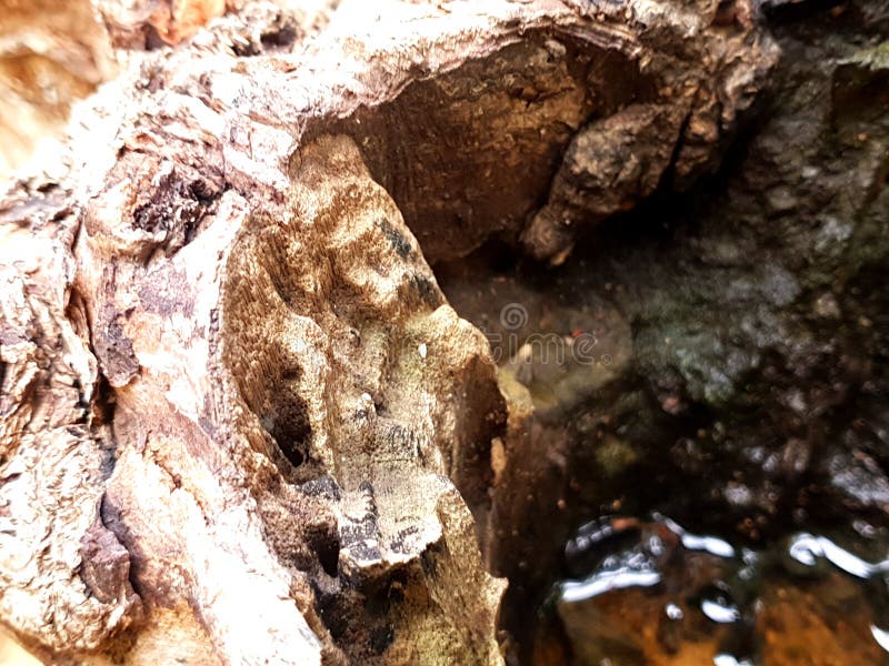 A dried tree trunk stock image. Image of tree, water 123724975