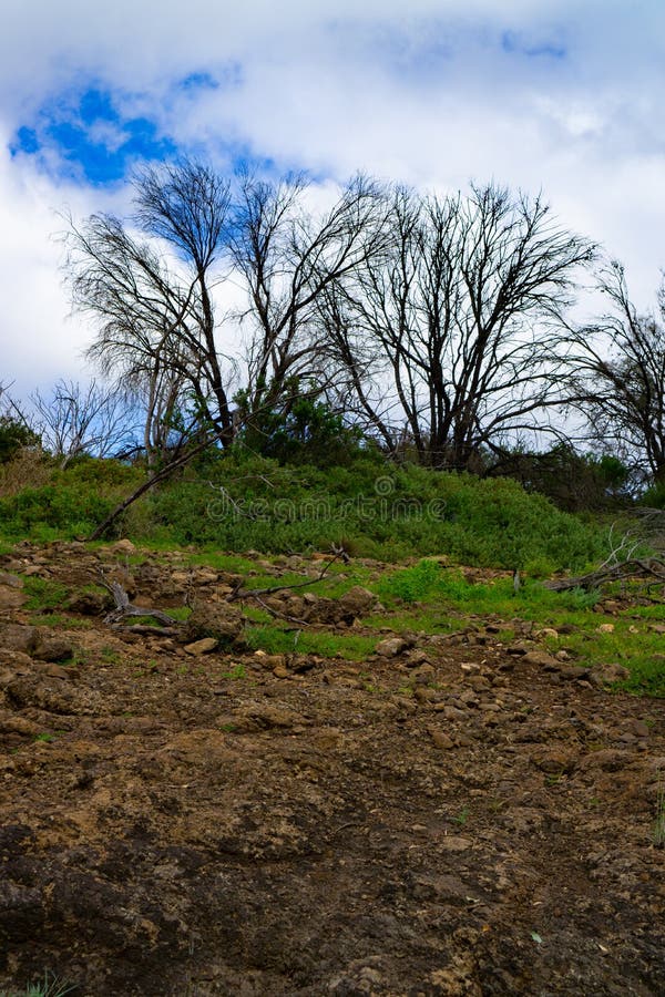 Dried trees during cloudy daytime royalty free stock photos