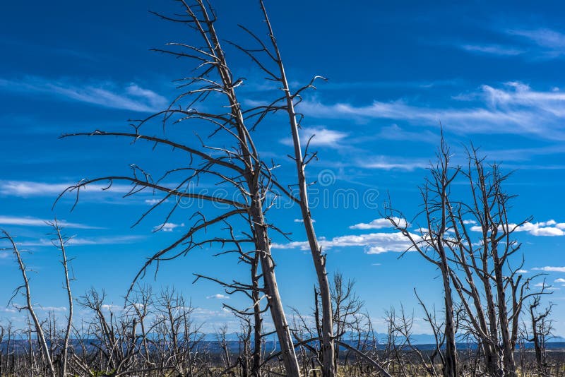 Dried trees after a fire royalty free stock photography