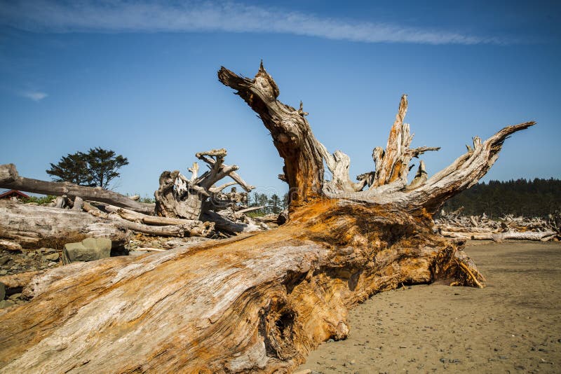 Dried trees on the first beach Olympic NP stock image