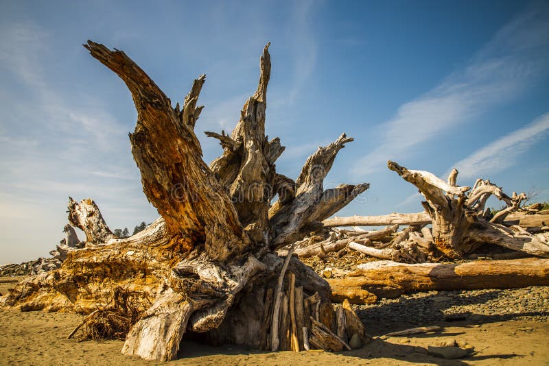 Dried trees on the first beach Olympic NP stock photo