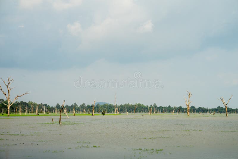 Dried trees in the middle of the lake during rainy season royalty free stock image
