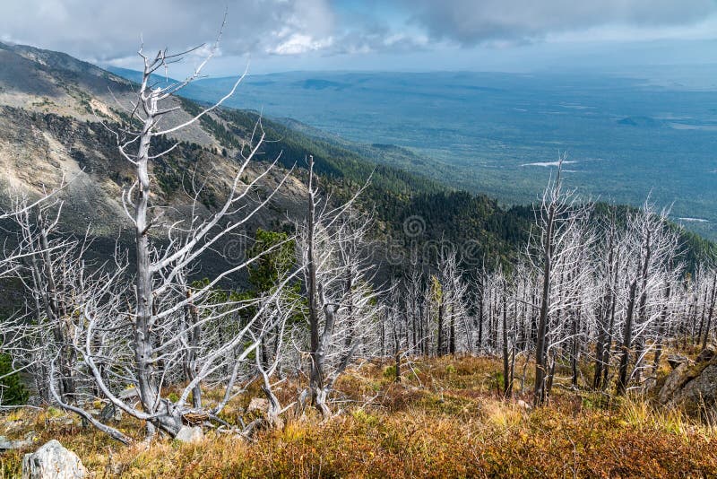 Dried trees on mountainside stock photos