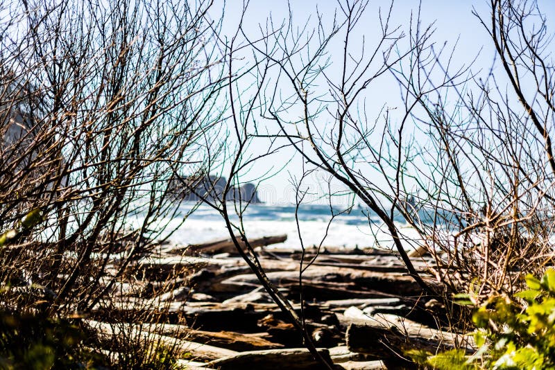 Dried trees with the sea in the background stock photo