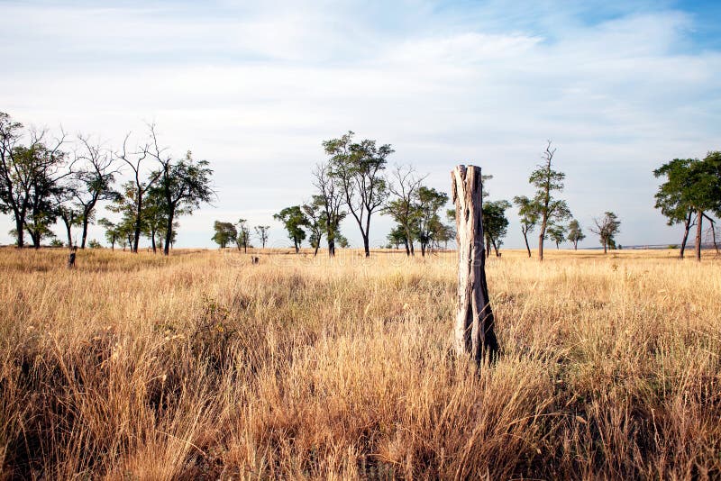 Dried trees in the steppes stock image