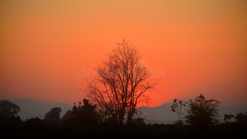 Dried trees after sunset. stock photo