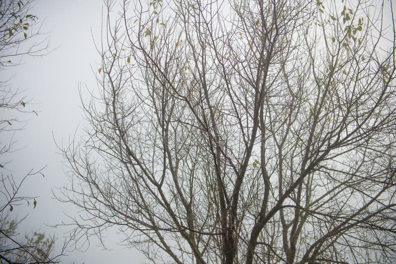 Dried trees in the winter at Mysterious forest with a view of fog royalty free stock photography